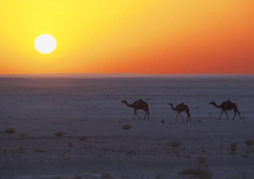 Camels at sun set
