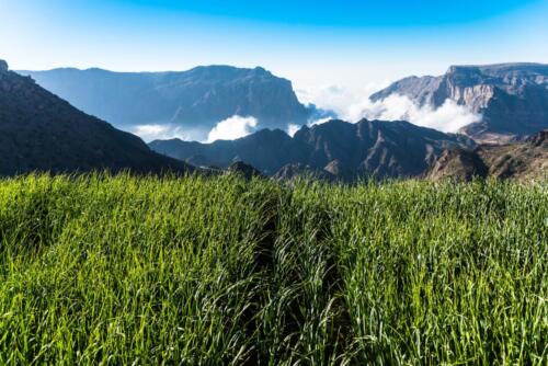 Jabal-Akhdar-Destination-Barley-Grass