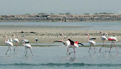 flamingos-in-rams-bay