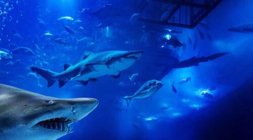 live-shark-in-dubai-mall-aquarium