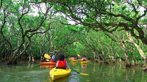 mangrove-kayaking-abu-dhabi-1