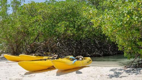 mangrove-kayaking-abu-dhabi-3