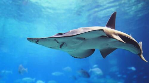 shark-in-dubai-aquarium-and-underwater-zoo