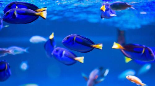 violet-fish-in-dubai-mall-aquarium